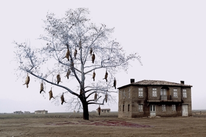 The Weeping Meadow